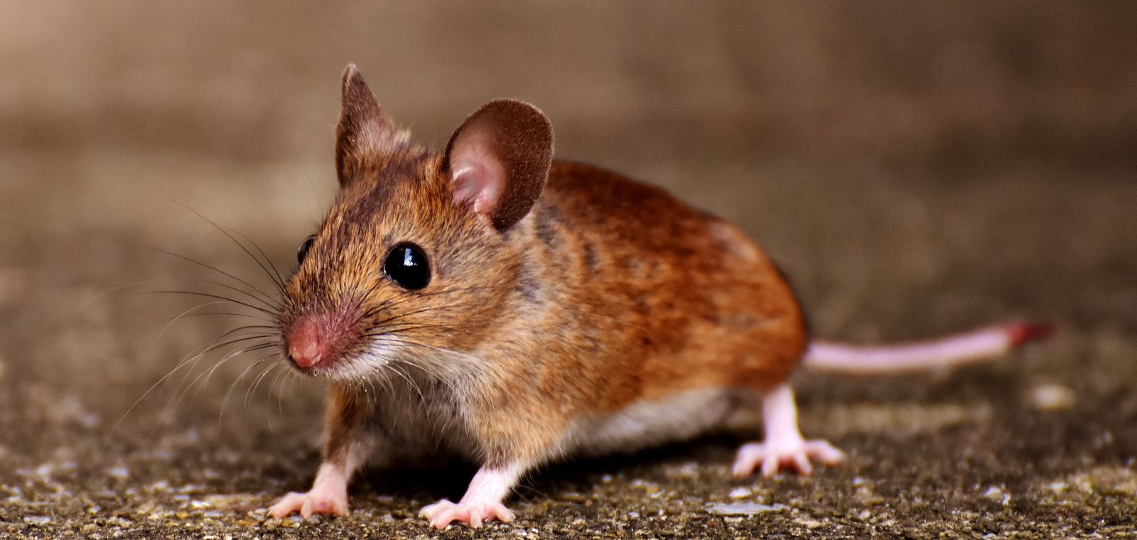 House mouse on a concrete floor