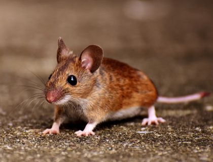 House mouse on a concrete floor