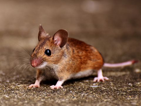 House mouse on a concrete floor
