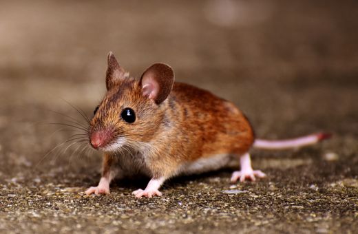 House mouse on a concrete floor