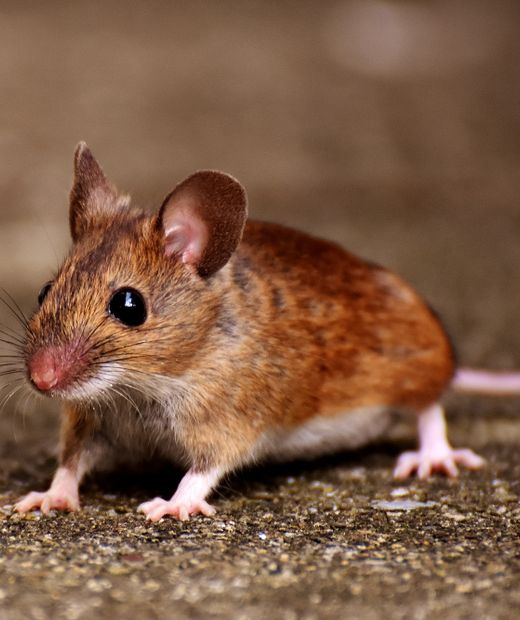 House mouse on a concrete floor