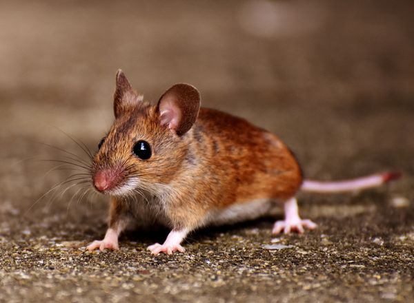 House mouse on a concrete floor