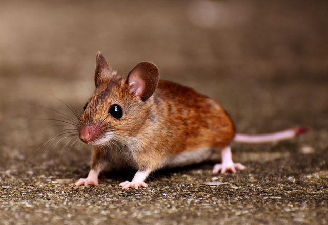 House mouse on a concrete floor