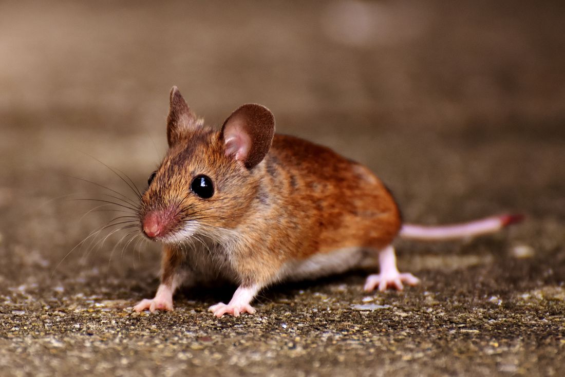 Souris domestique de profil sur un sol