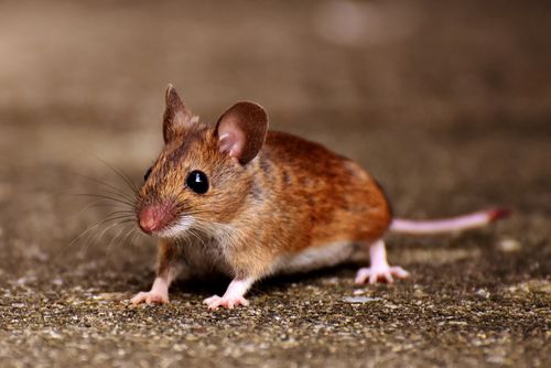 Rodent inspection and exclusion service