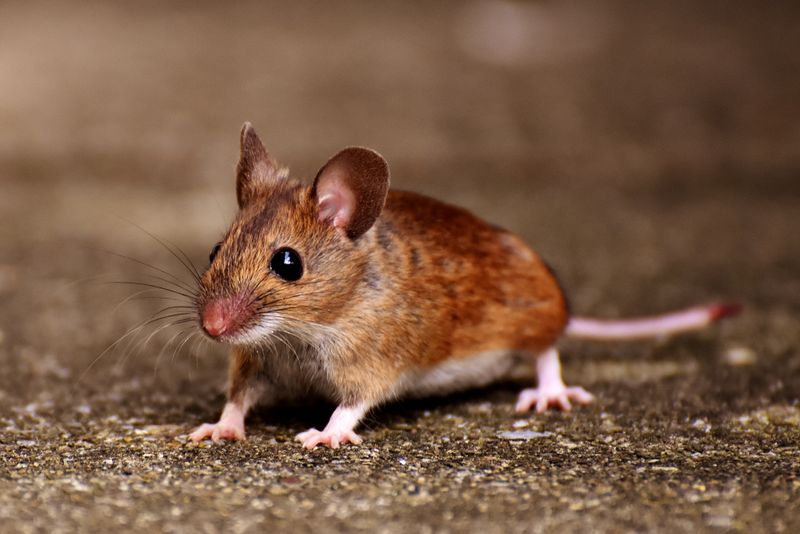 Rodent control and mouse exclusion service