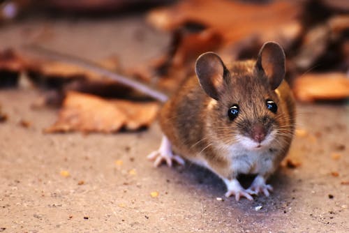 Free Brown Mouse Beside Fallen Leaves Stock Photo
