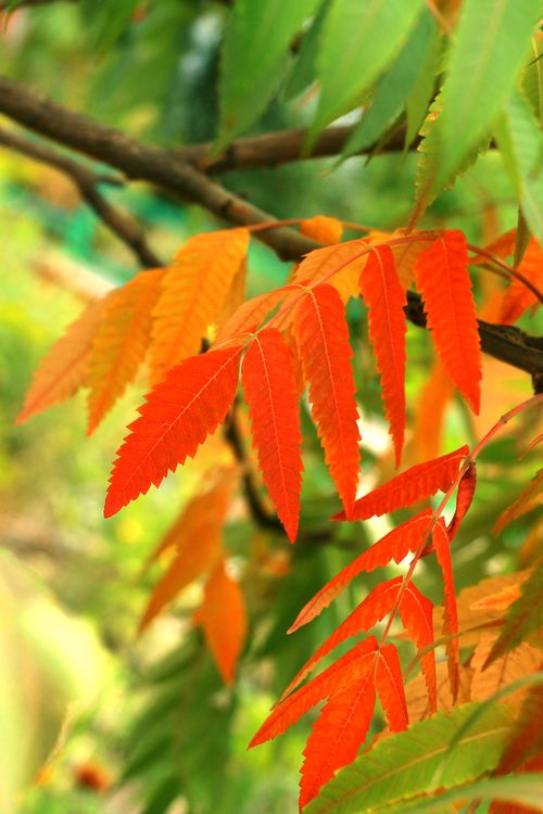 Free Close-up of colorful autumn leaves hanging on a branch outdoors. Stock Photo