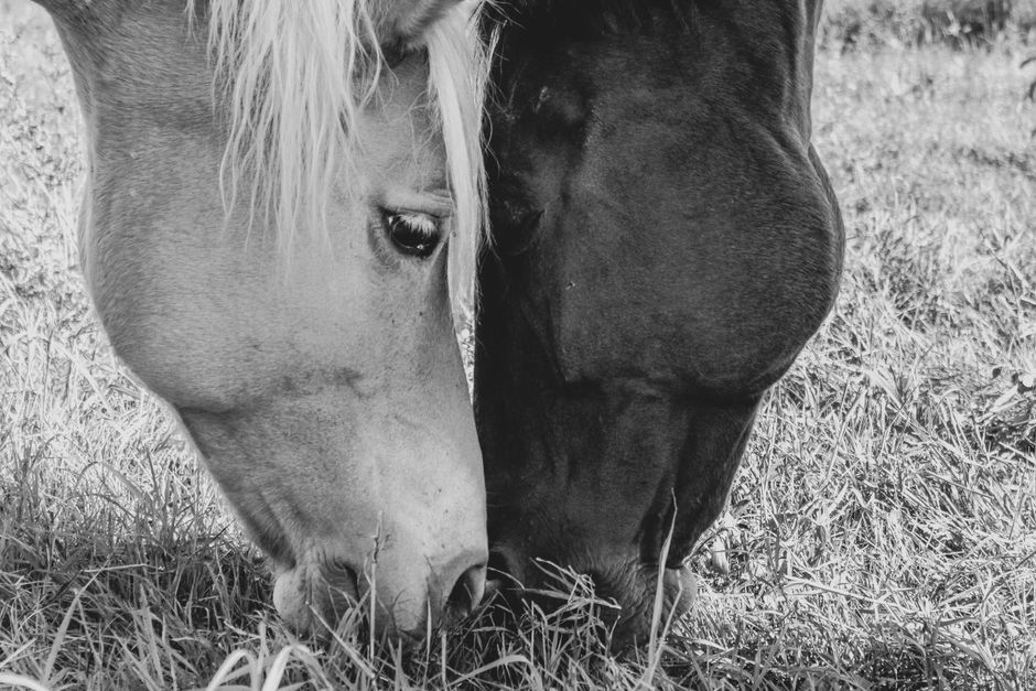 A close-up shot of two horses grazing in a field, captured in black and white for a dramatic effect.
