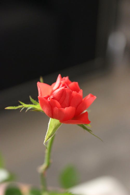 Free Close-up of a Red Flower Stock Photo