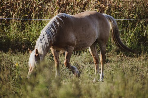 Photos gratuites de animal de compagnie, arrière-plans de bureau, bétail