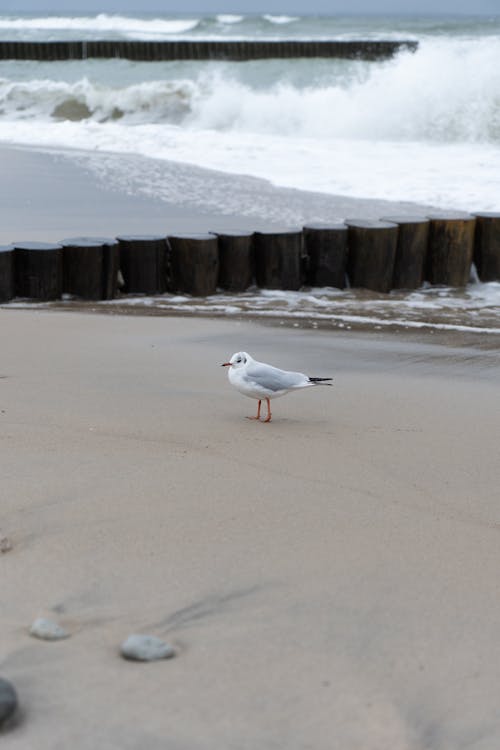 Free 모래, 바다, 새의 무료 스톡 사진 Stock Photo