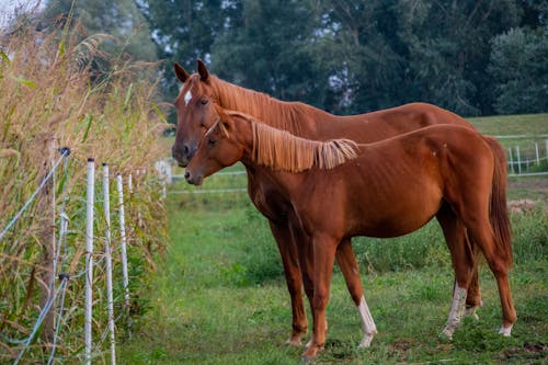 Gratis lagerfoto af gård, græsgang, heste Lagerfoto