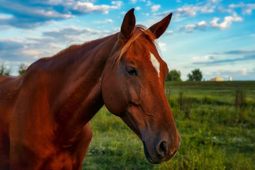 Close-up of a Brown Horse