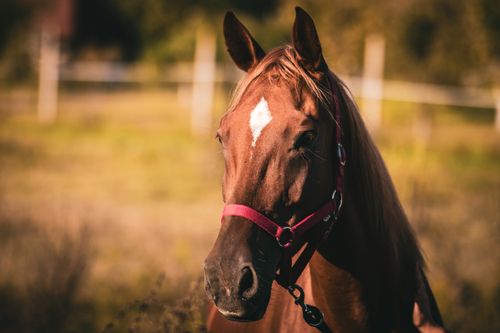 Free A detailed portrait of a brown horse wearing a halter, captured in a serene outdoor environment. Stock Photo