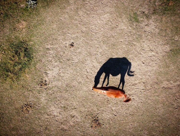 A Horse With Its Shadow On The Grassland