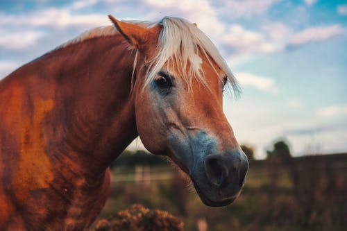 Photos gratuites de animal, cheval, fermer