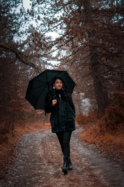 Free stock photo of after rain, autumn forest, big trees