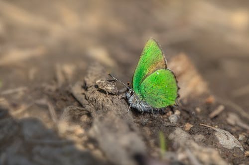 Darmowe zdjęcie z galerii z bezkręgowiec, fotografia makro, motyl