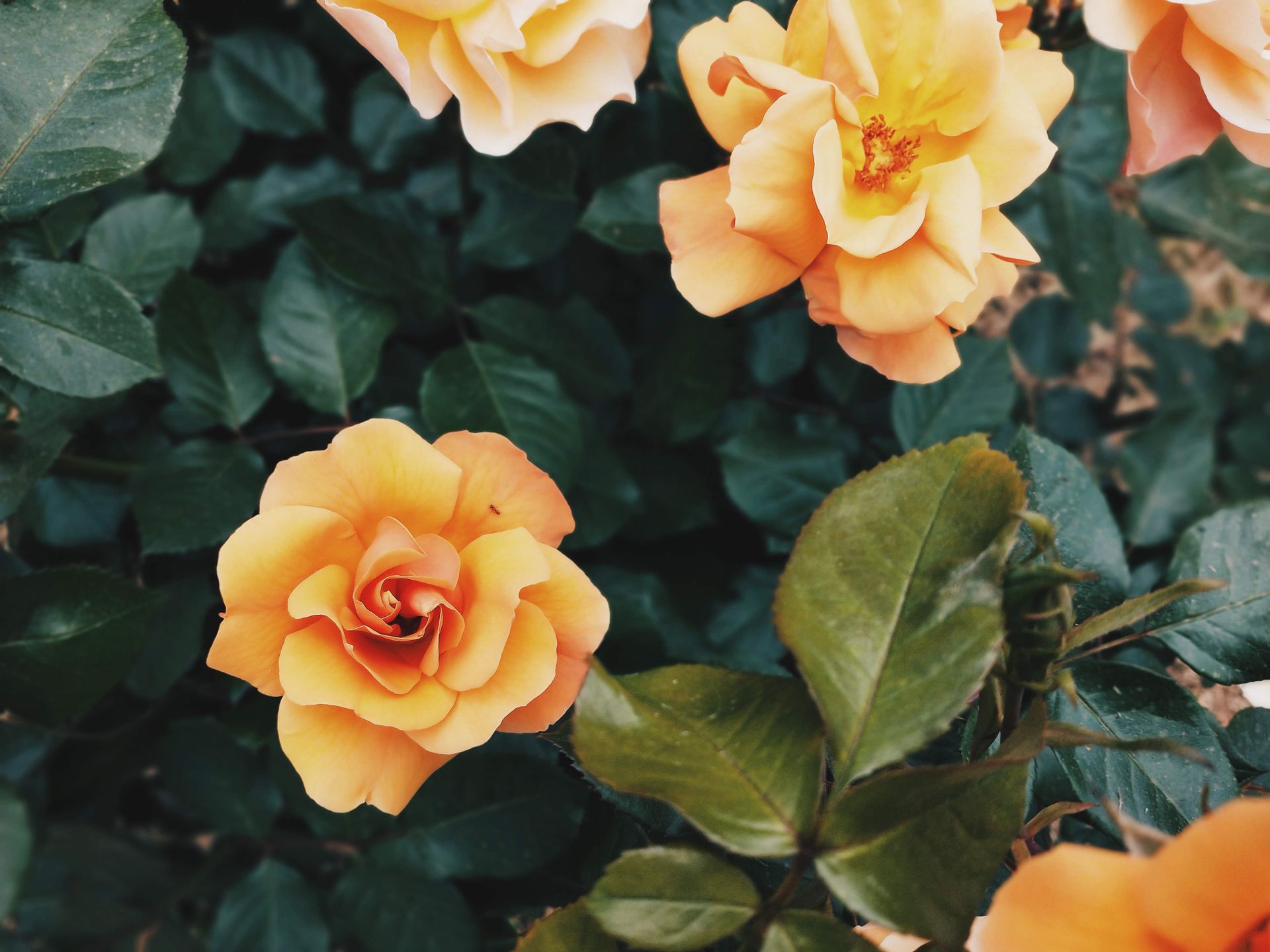 Close-up of blooming yellow roses surrounded by rich green leaves, captured in natural light.