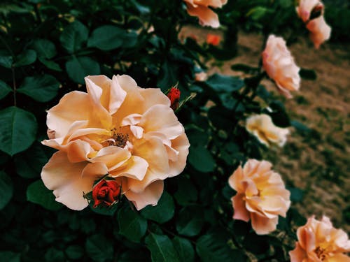 Beautiful Garden Roses Shrub 