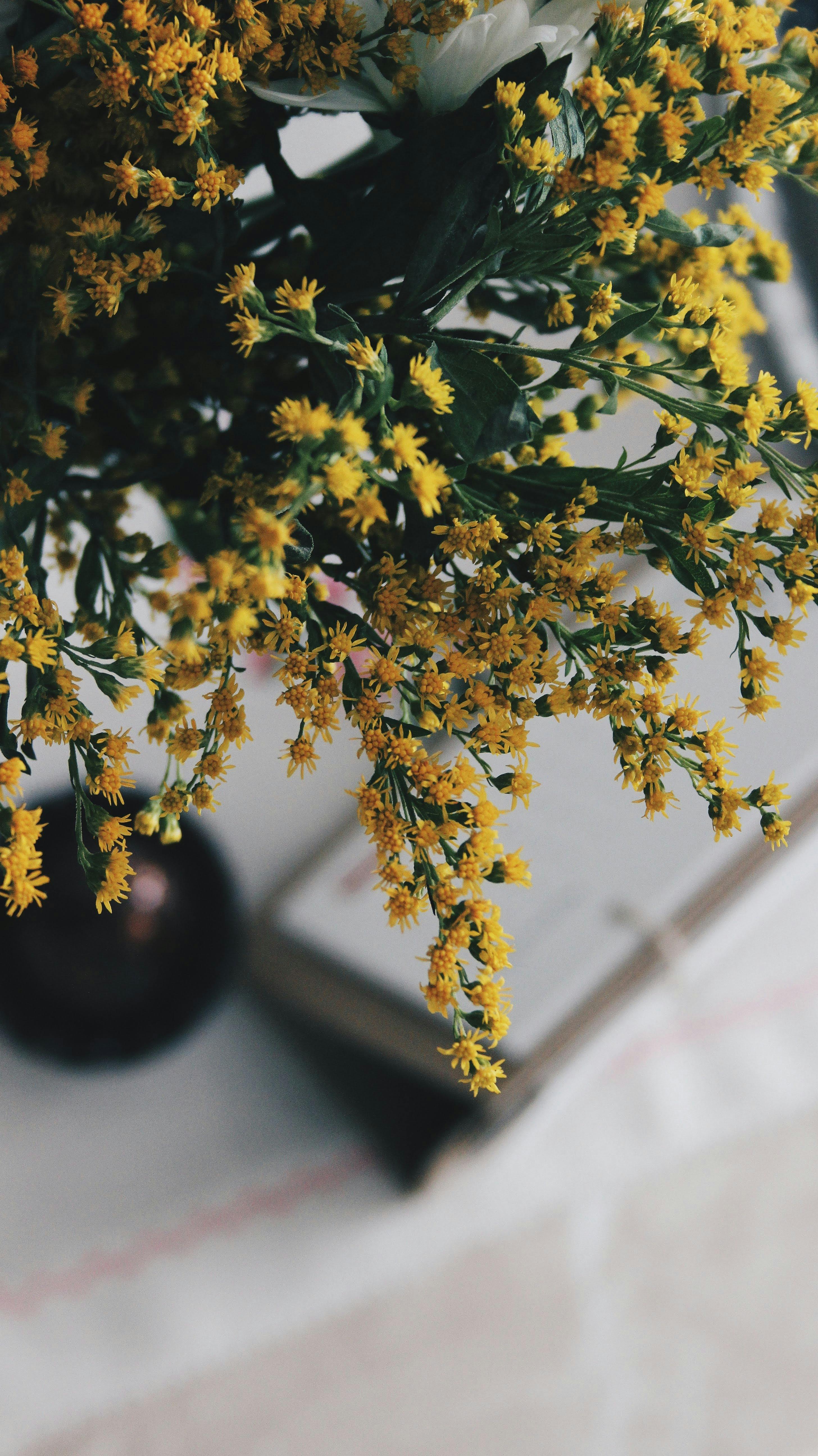 De franc Foto d'estoc gratuïta de artístic, bonic, botànic Foto d'estoc