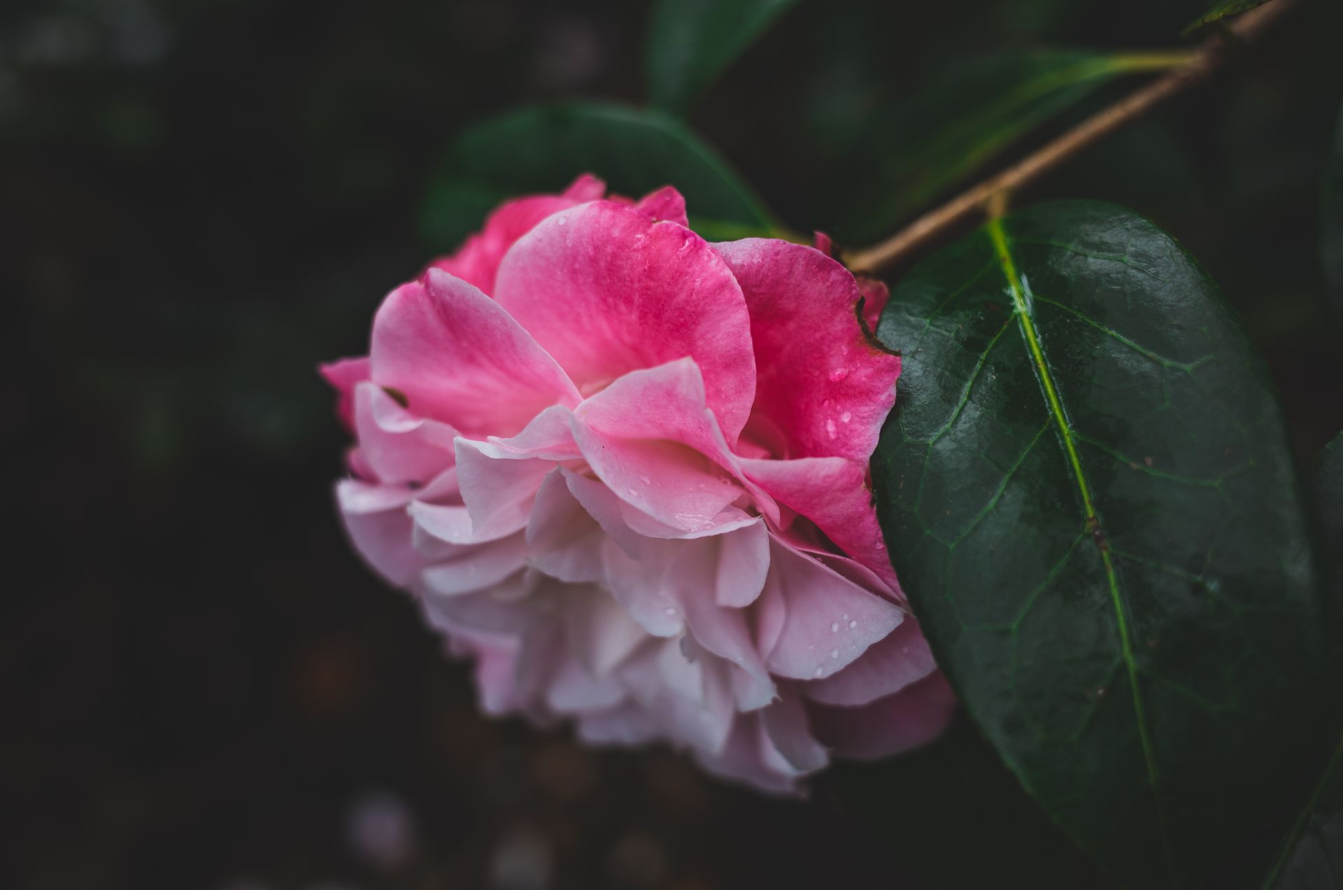 Intimate macro shot of a blooming pink floribunda rose with dew drops on petals and lush green leaves.