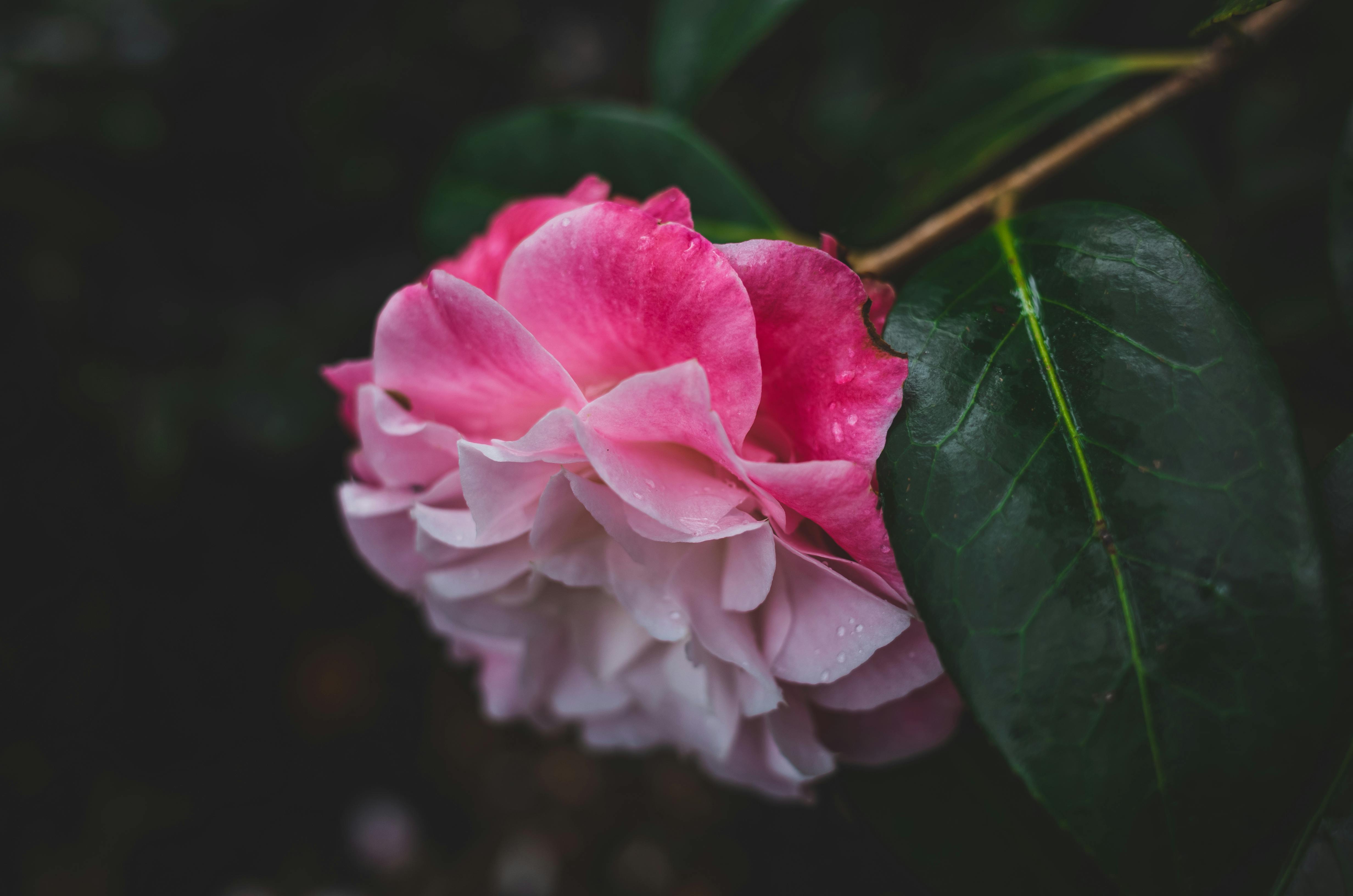 Floribunda Photos, Download The BEST Free Floribunda Stock Photos & HD ...