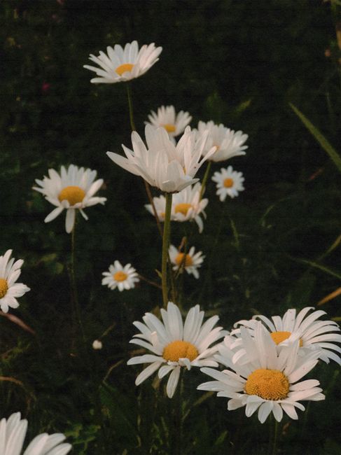 A vertical close-up of blossoming daisies flourishing in natural green grass.