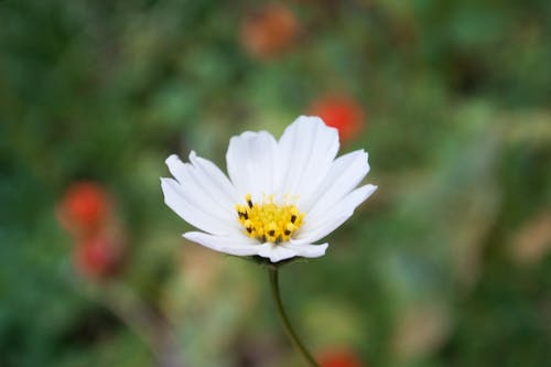 Kostnadsfri bild av blomfotografi, blomma, blomning