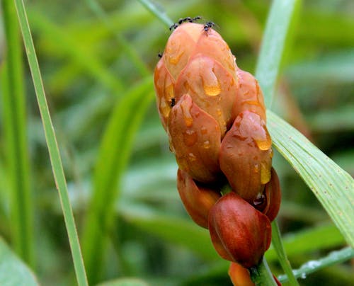 gratis Foto Van Oranje Petaled Flower Bud Stockfoto