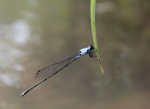 Free stock photo of bug, dragonfly, leaf