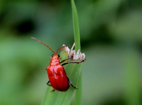 紅甲蟲棲息在綠葉上