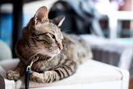 一只可爱的虎斑猫懒洋洋地躺在室内，舒适地展示着它可爱的五官