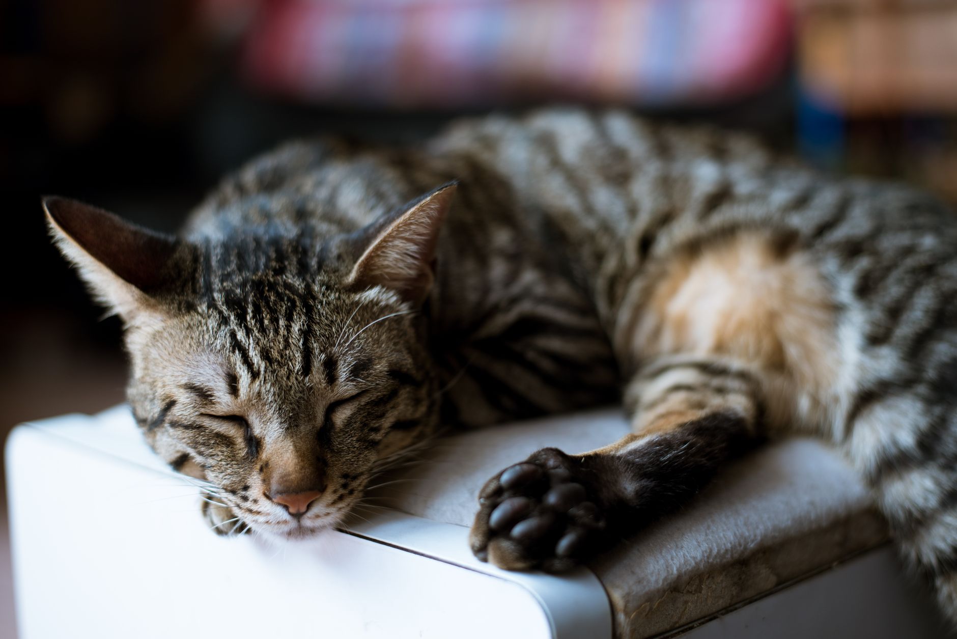 Healthcare and wellness consultation for a cat