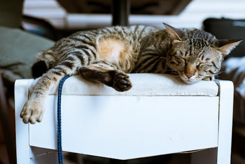 白い木製家具の茶色のぶち猫
