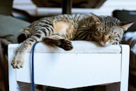 特写镜头中，条纹虎斑猫在室内白色家具上安睡，突显其平和天性