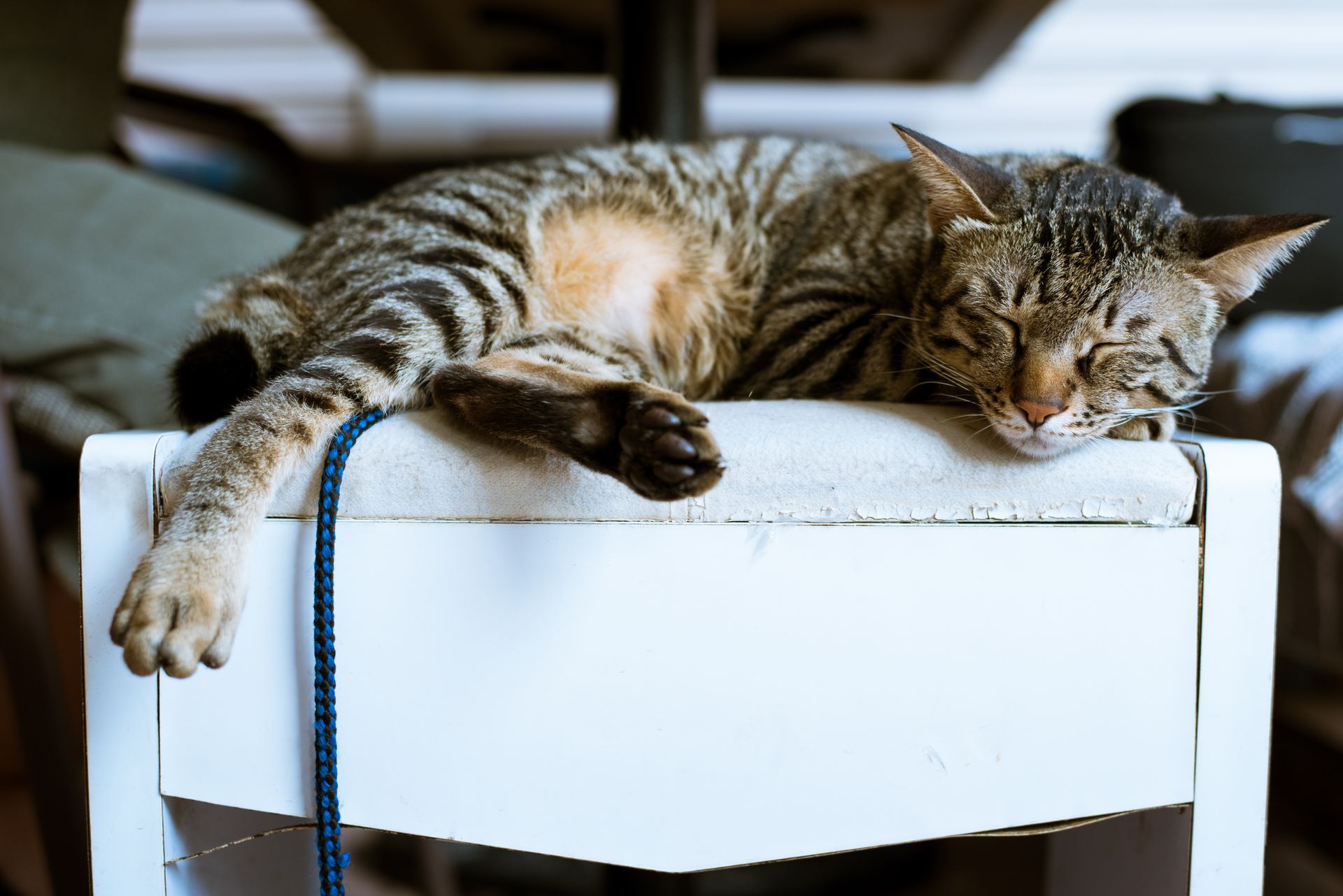 Close-up image of a striped tabby cat sleeping on white furniture indoors, highlighting its peaceful nature.