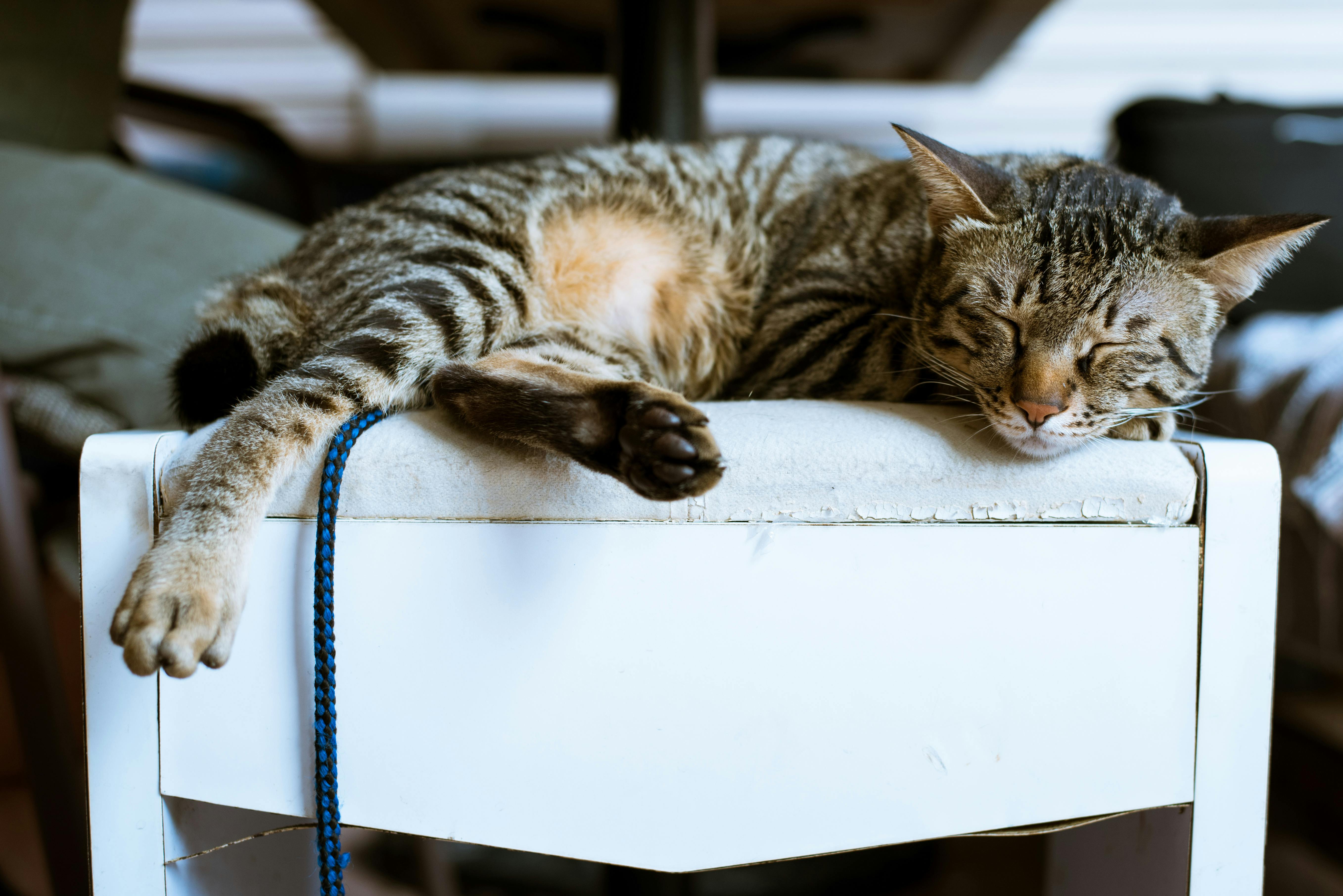 Brown Tabby Cat on White Wooden Furniture · Free Stock Photo