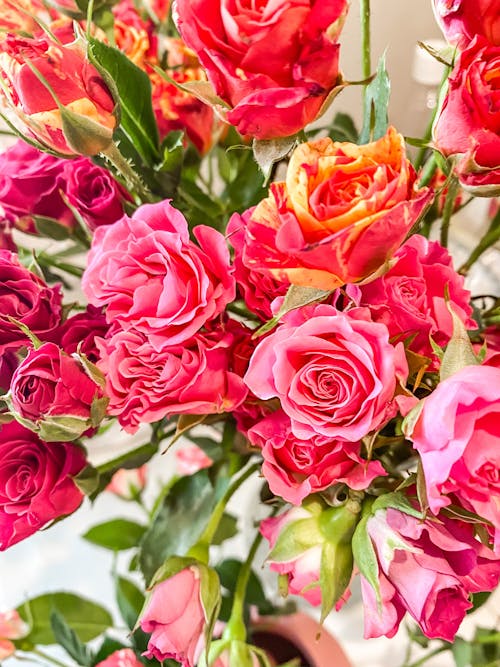 Free Close-up of Roses Stock Photo