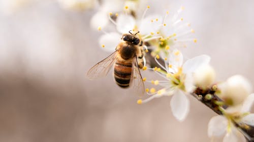 бесплатная Пчела сидит на белом лепестковом цветке крупным планом. Стоковое фото