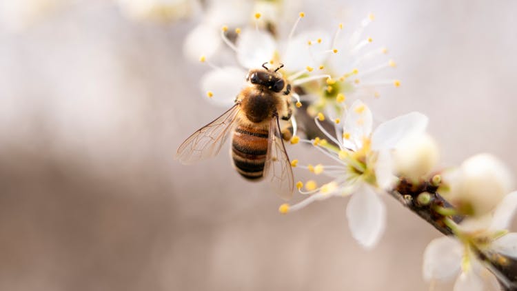 Bee Perched On White Petaled Flower Closeup Photography