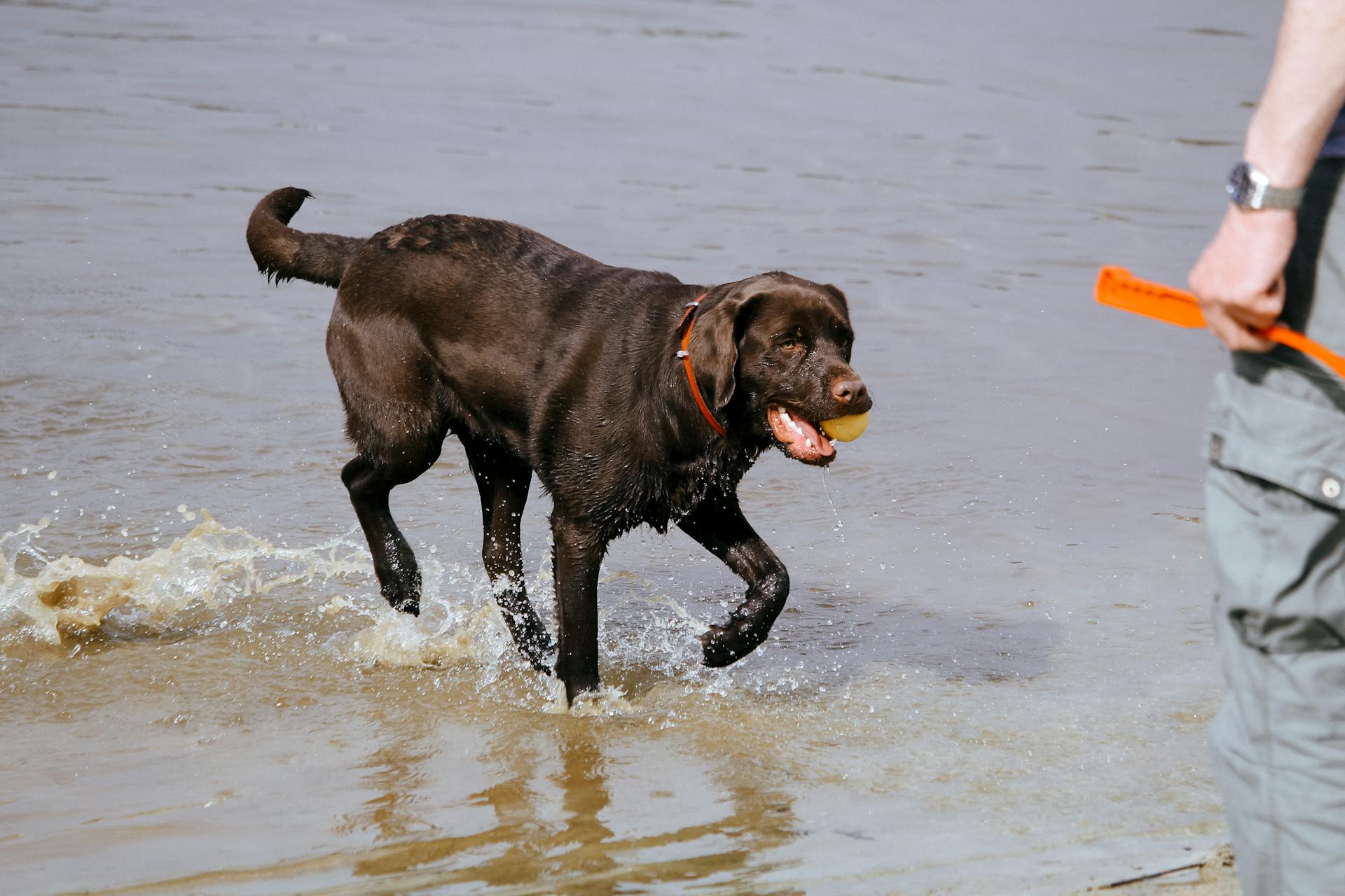 Zwarte Labrador