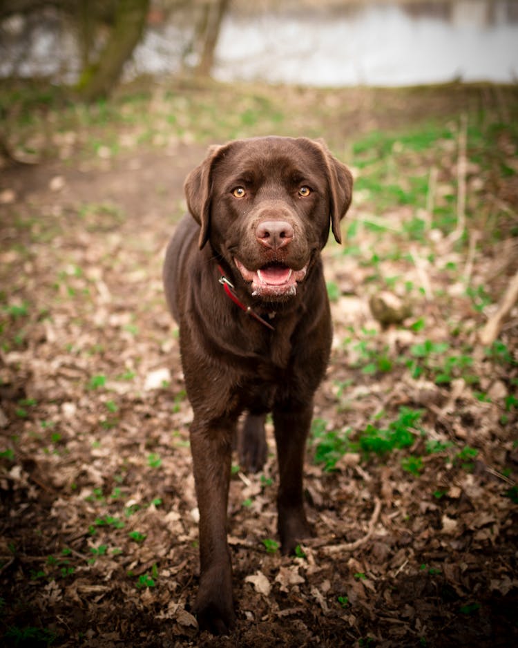 Labrador