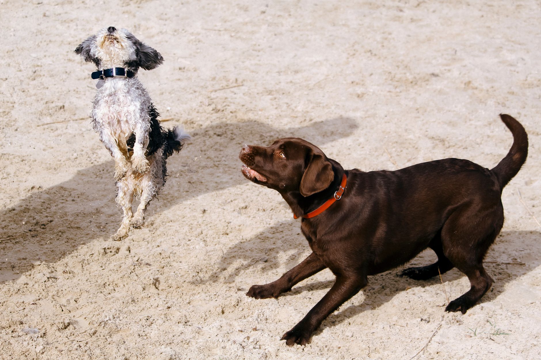Portrait of a pet at a veterinary clinic