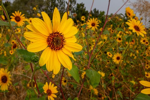 Kostnadsfri bild av blommande växter, blomning, blomsteräng