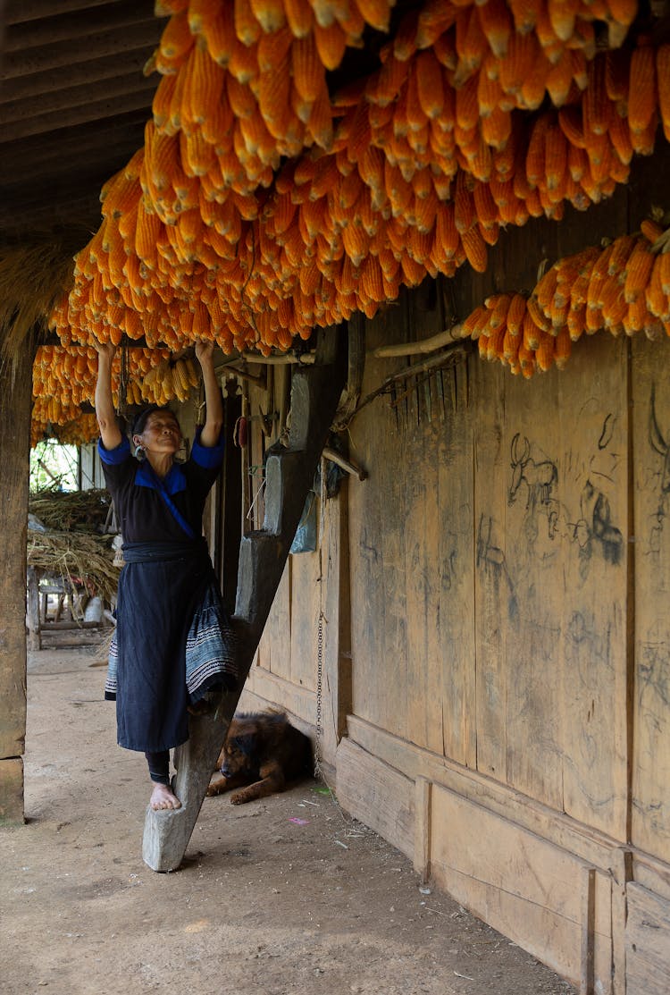 Rows Of Orange Cobs Of Corn Hanging Above Old Woman On Ladder