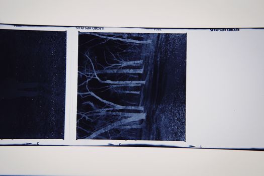 Abstract film negative featuring bare trees in a forest. Moody, dark, and artistic vibe.