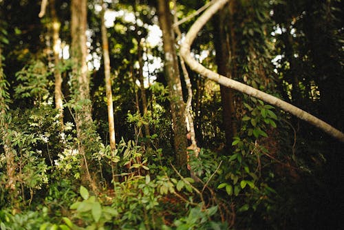 Gratis stockfoto met bomen, Bos, bossen