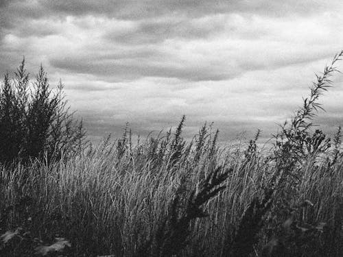 Základová fotografie zdarma na téma černobílý, hřiště, jednobarevný